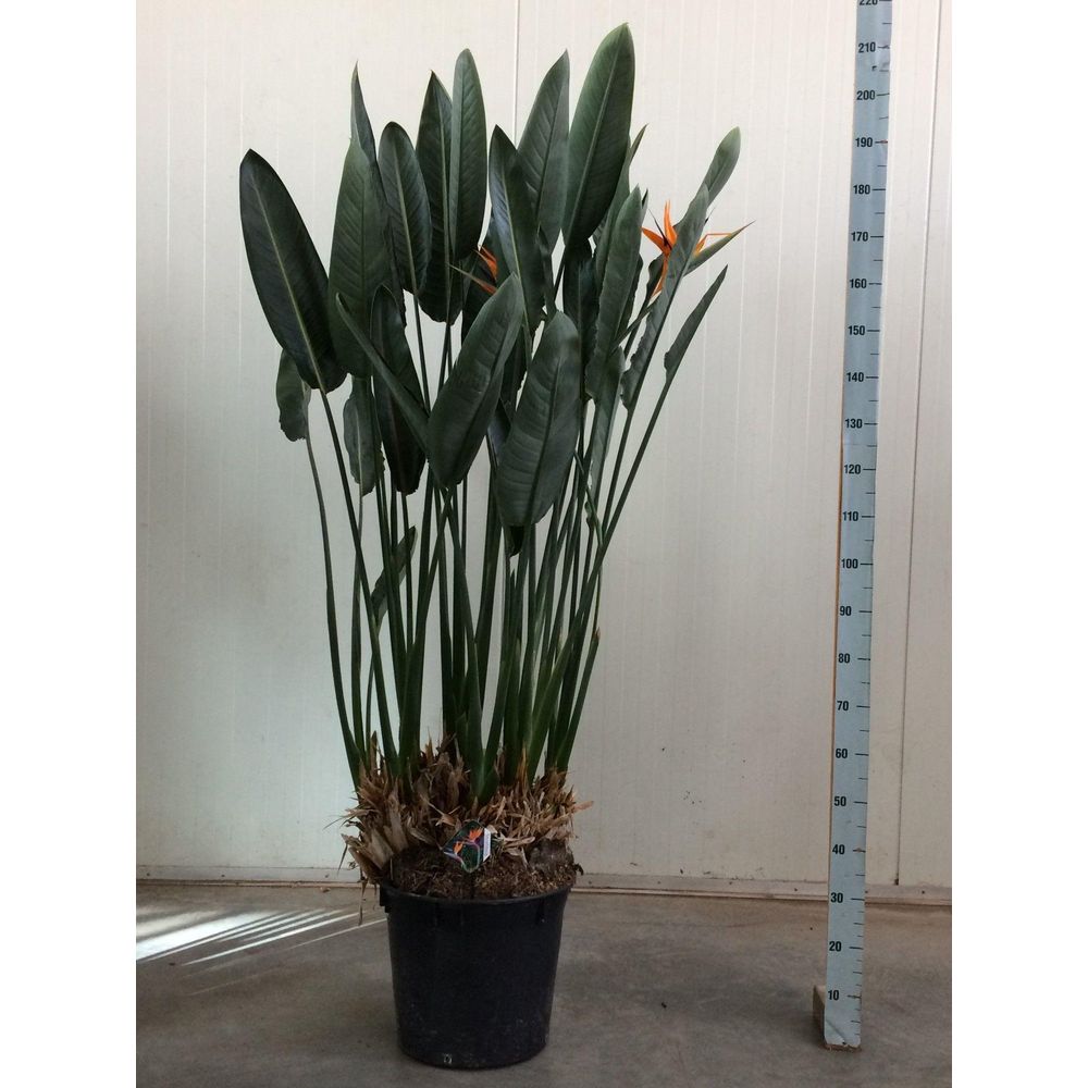 Strelitzia reginae - plantes d'intérieur