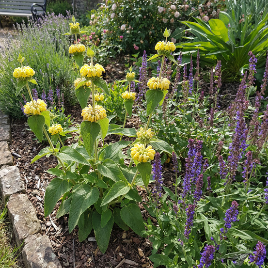 Lot de 3 - phlomis russeliana - épilobe - h. 10-20 cm - p. Ø 9 cm