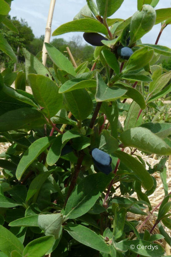Baie de mai altaj - en pot de 1,5 litres
