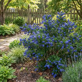 Ceanothus Delilianus Henri D foss Lilas D am rique Plante De Ceanothus Delilianus Henri D foss Lilas D am rique Plante De