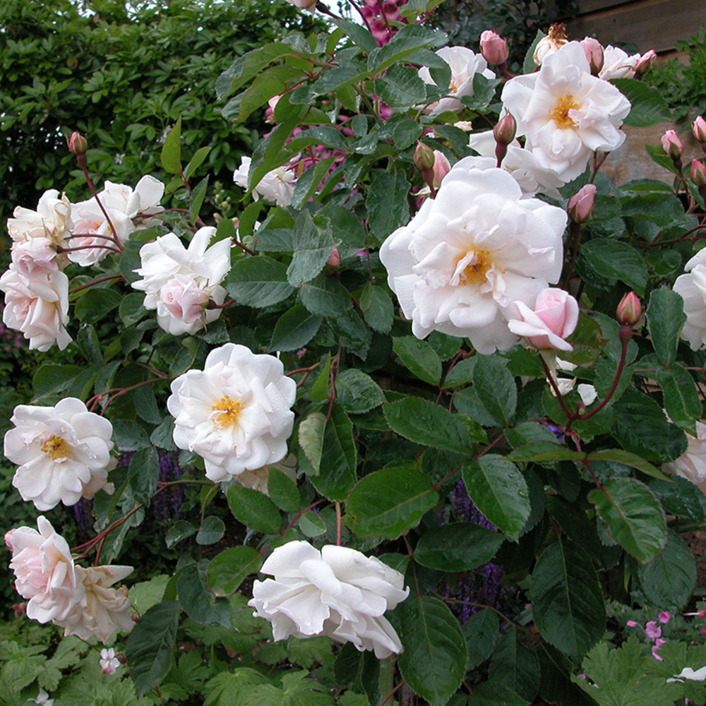 Marie pavié - racines nues - racines nues