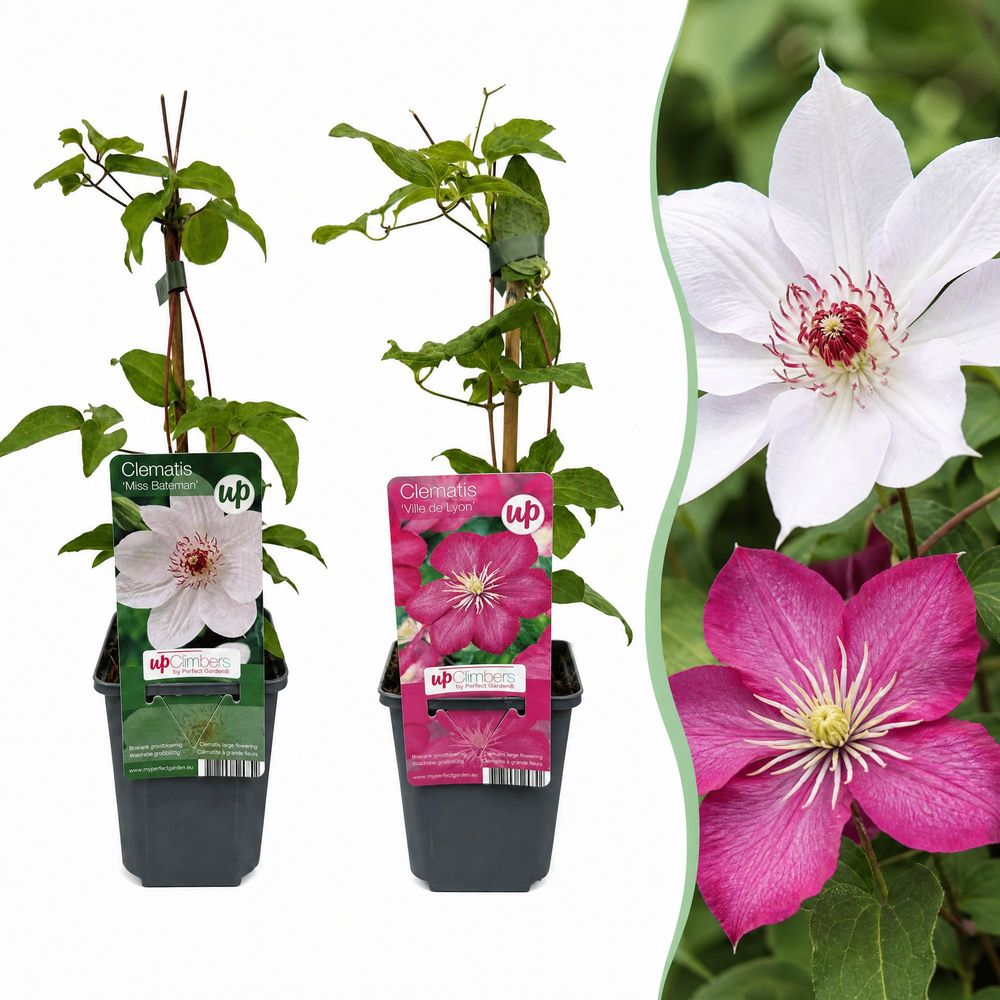 Clématite grimpante duo rose et blanc - lot de 4 - ø9cm - ↕35cm - plante d’extérieur