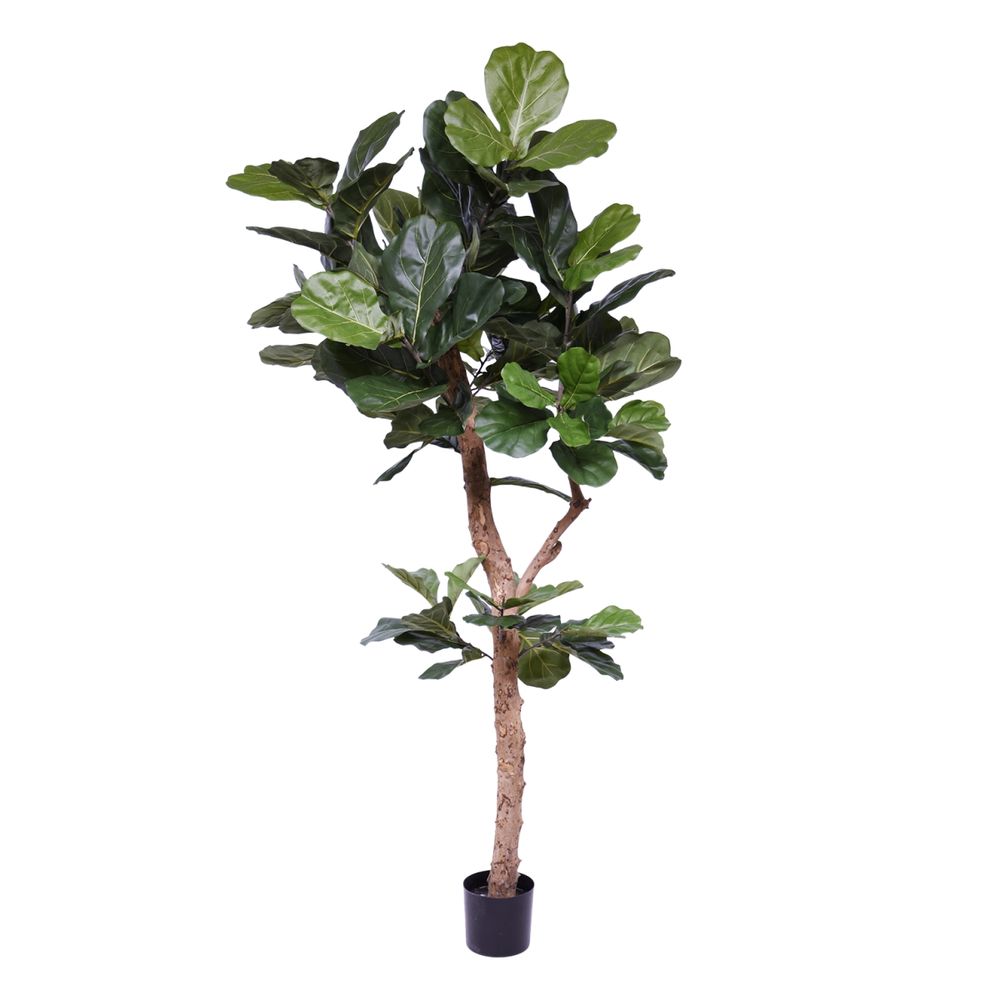 Arbre lyrata deluxe sur mesure y tronc 210cm