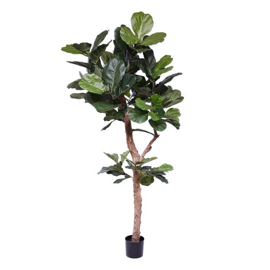 Arbre lyrata deluxe sur mesure y tronc 210cm