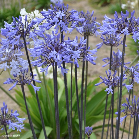 Agapanthe 'graphite blue' pot de 2l/3l