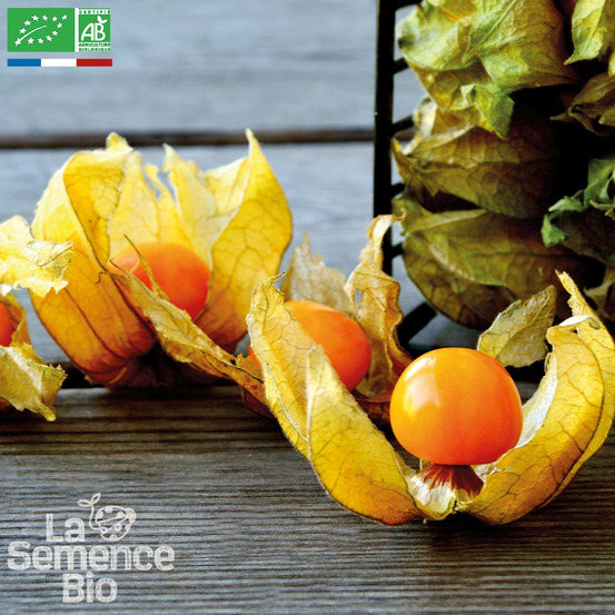 Physalis coqueret du pérou - graines bio