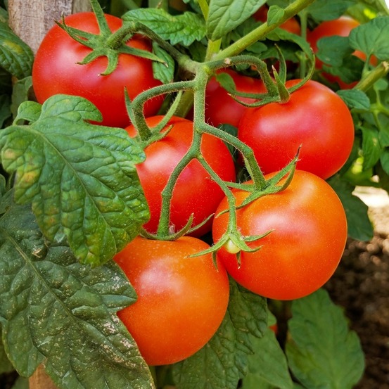 3 plants de tomate grappe premio f1 - les 3 plants / ø 10.5cm