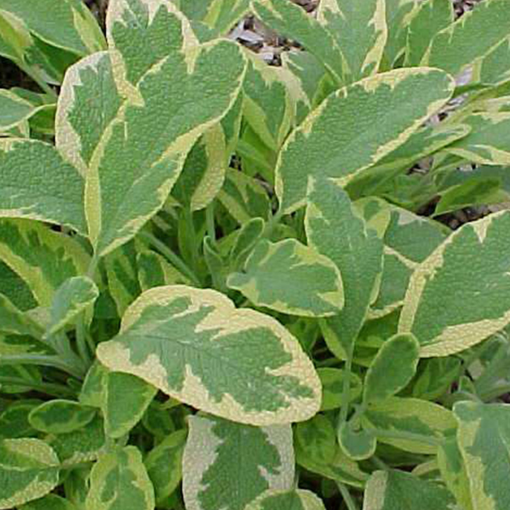 6 x sauge officinale 'aurea' - salvia officinalis 'aurea' - godet 9cm x 9cm