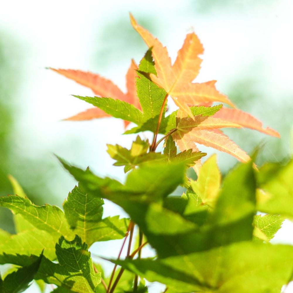 Érable du japon asahi-zuru, acer palmatum pot de 3l - 40/60 cm