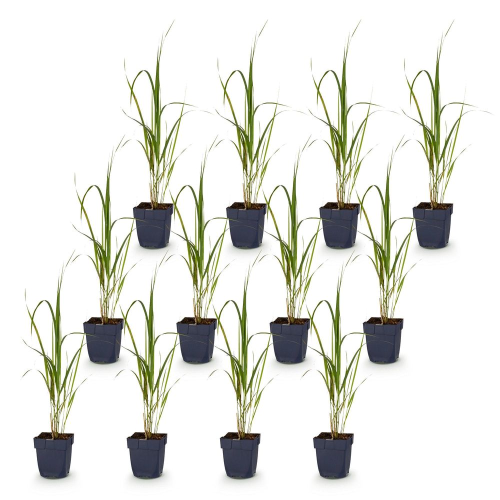 Molinie 'karl foerster' - lot de 12 - pot 11 cm - hauteur 25 cm - plante d'extérieur