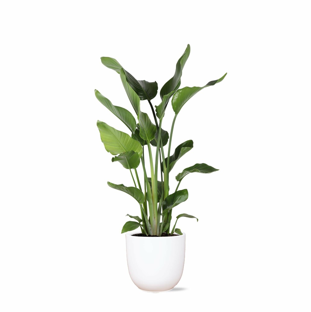 Strelitzia nicolai et son pot blanc - hauteur 120cm