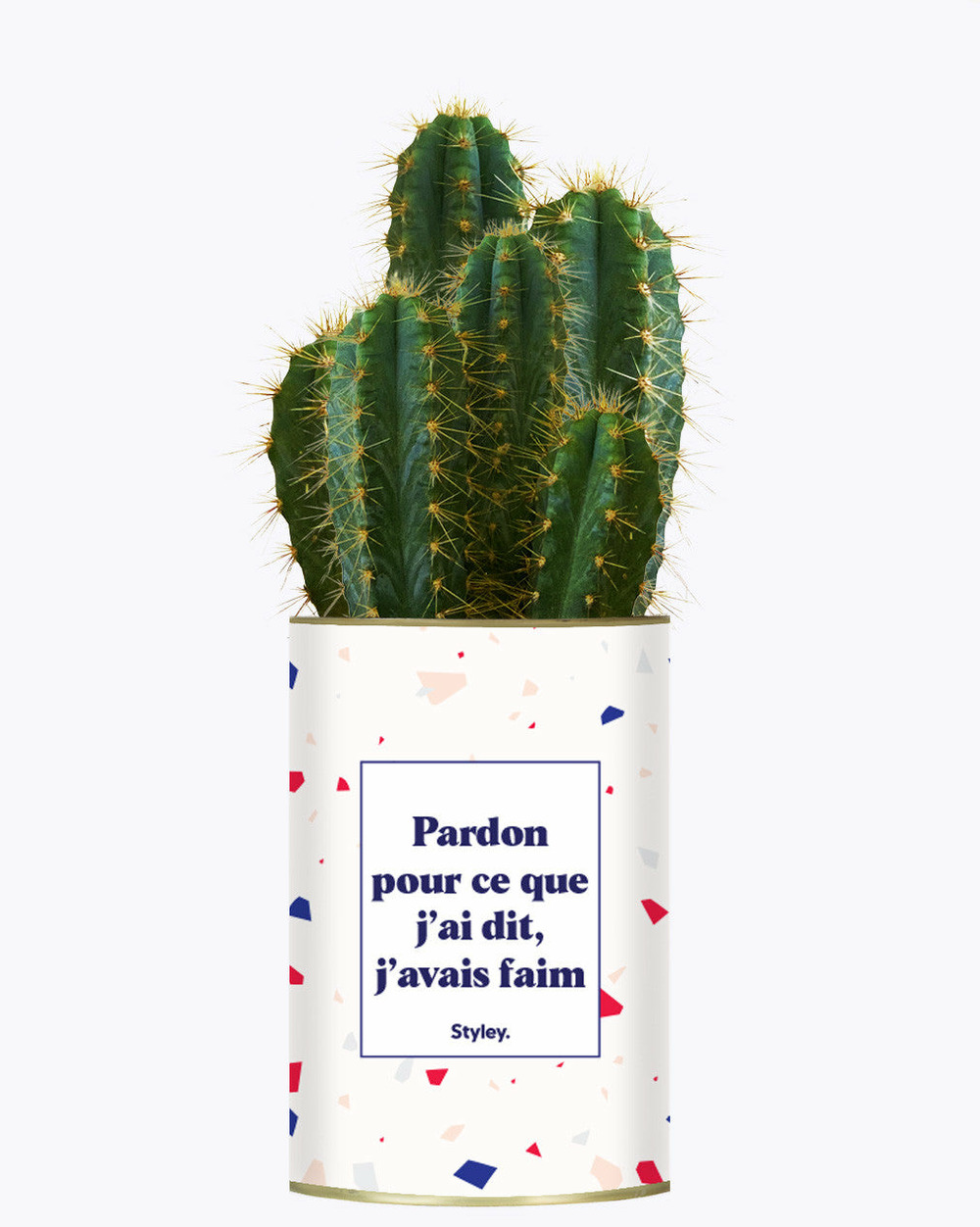 Plante drôle - pardon pour ce que j'ai dit, j'avais faim - cactus
