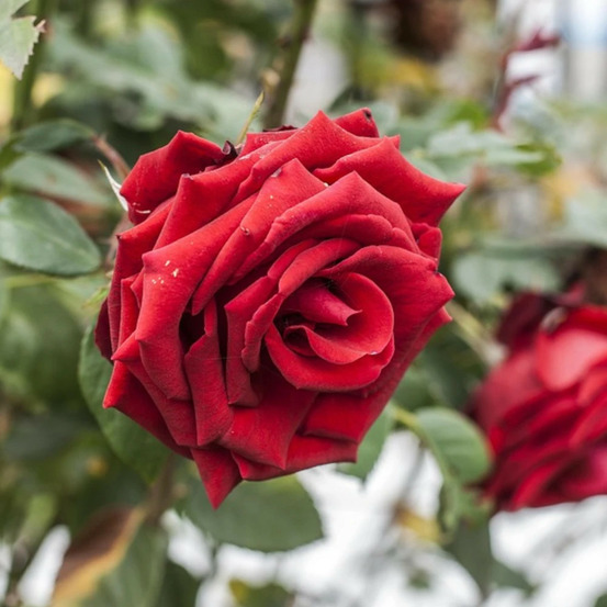 Rosier arbustif rose clos vougeot® 'delrous' pot de 5l - touffe