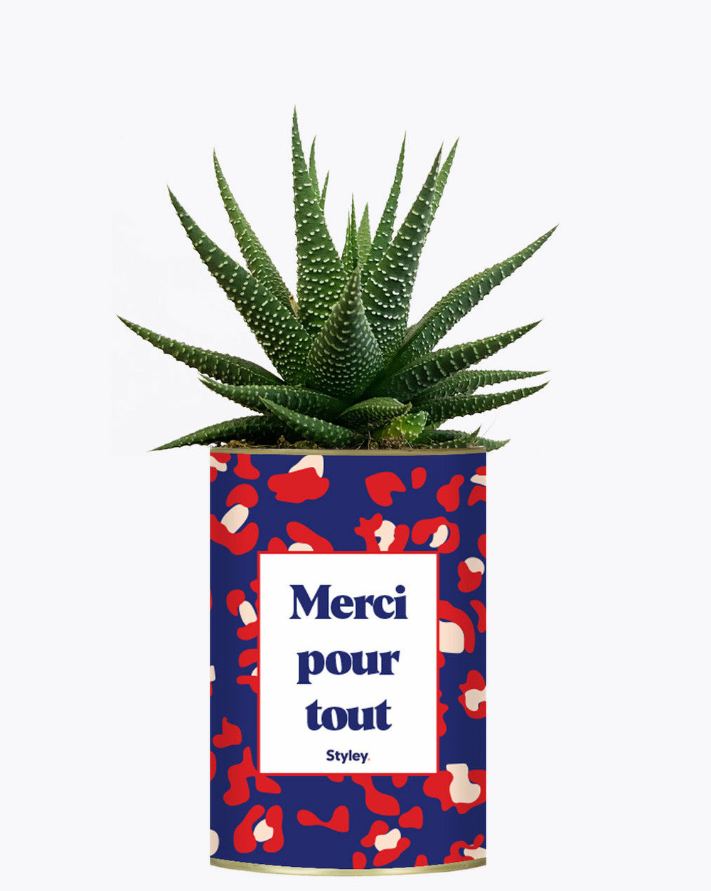 Plante à message - merci pour tout - cactus