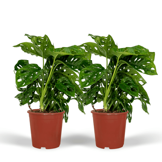 Lot de 2 monstera 'monkey leaf' - pot de 12cm - hauteur 30cm - lot de 2 - plantes d'intérieur