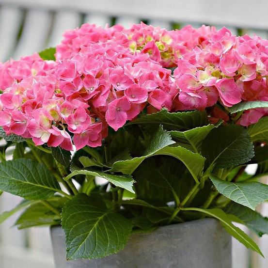 Hortensia rose, hydrangea macrophylla pot de 7,5l - 40/60 cm