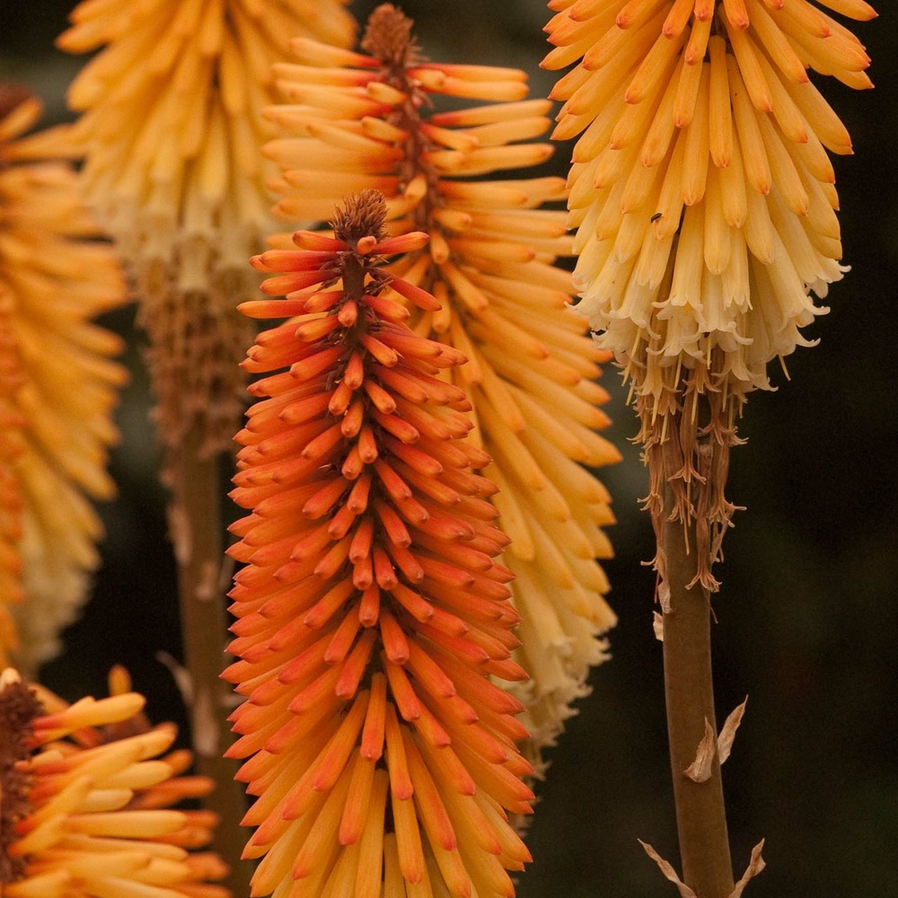 Tritoma 'tawny king' godet de 8/9 cm