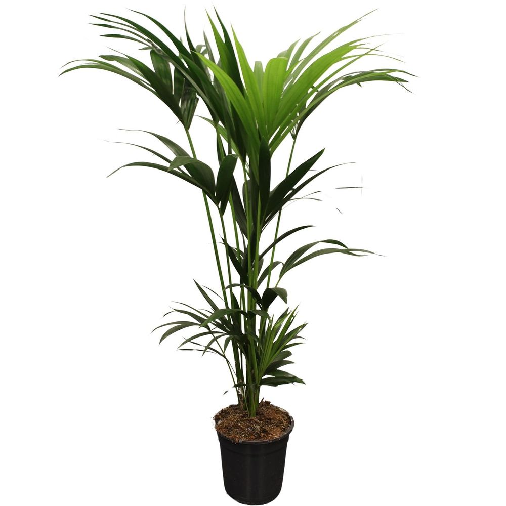Howea forsteriana (kentia) 5 pit 120-140cm - ø21cm - ↕120cm - plantes d'intérieur