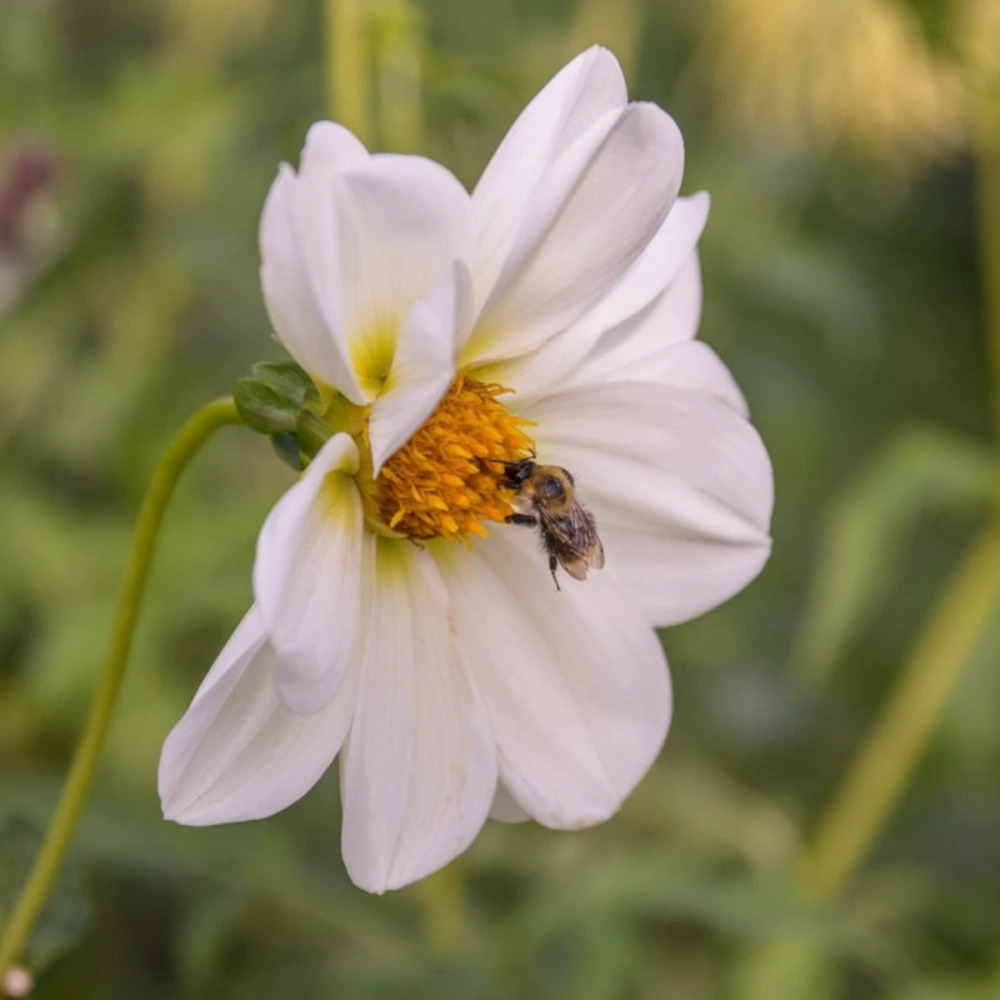 Plant de dahlia simple innocence pot de 1 litre