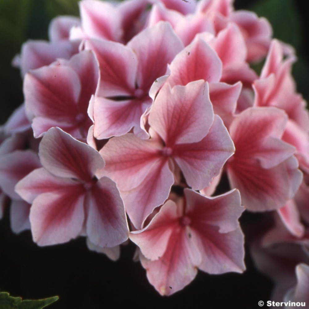 Hortensia 'lady nobuko' pot de 2l/3l
