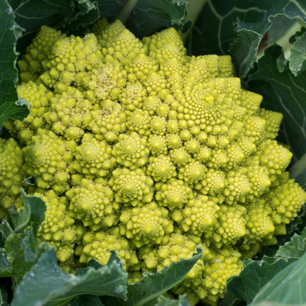 3 plant choux fleur romanesco motte 7 cm
