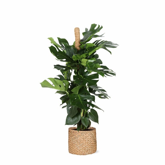 Monstera deliciosa et son pot panier naturel - hauteur 150cm