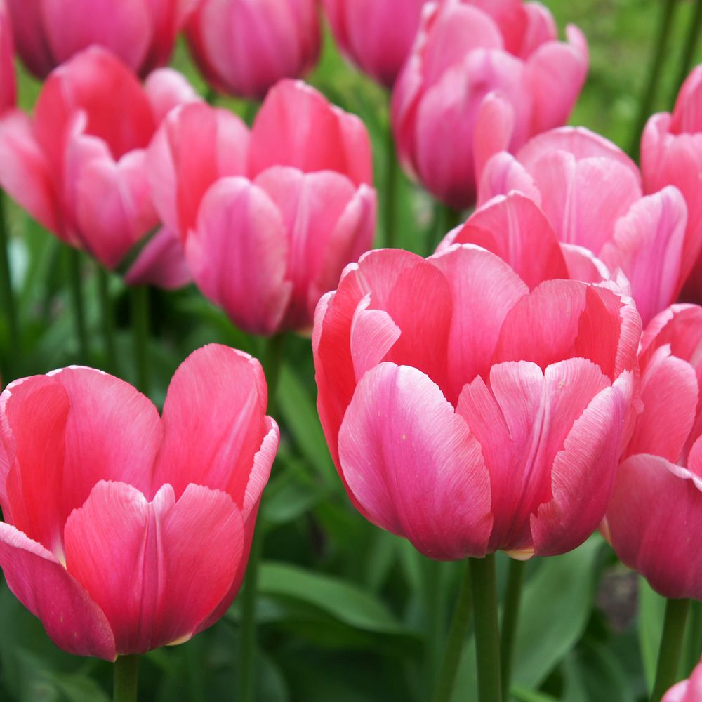 Tulipe de darwin 'pink impression' bulbe calibre 10/12 (par 10)