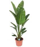 Strelitzia nicolai xxl - plante oiseau de paradis - pot 28cm - hauteur 150-170cm
