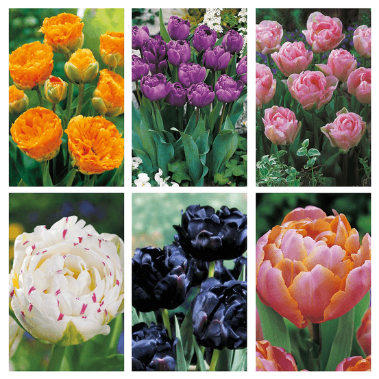 Super collection 30 tulipes fleurs de pivoine