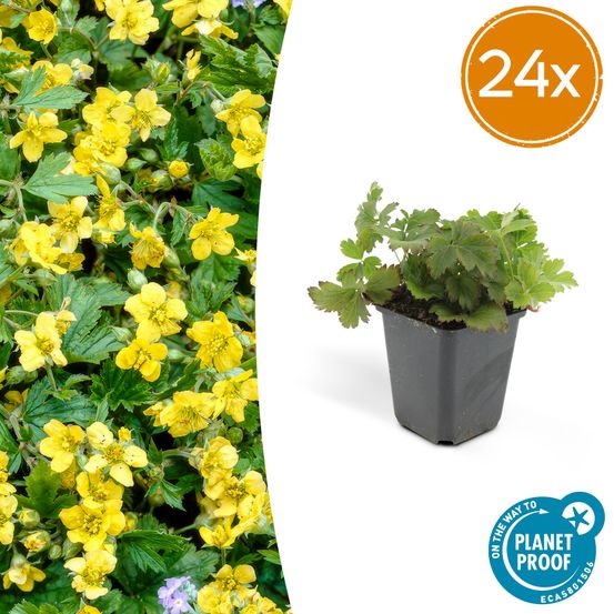 Lot de 24 - waldsteinia ternata - h10-25 cm