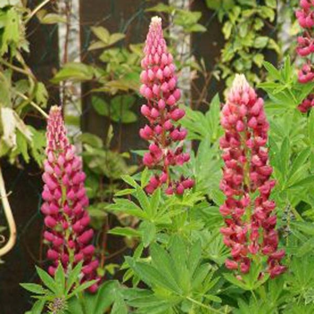 Lupin 'gallery pink' godet de 8/9 cm