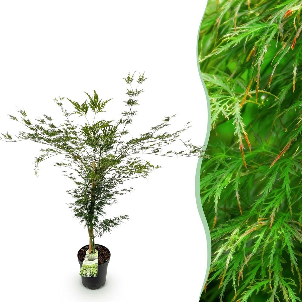 Érable du japon 'emerald lace' - pot 26 cm - hauteur 90 cm