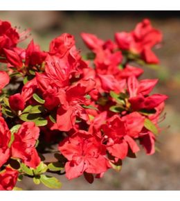 Rhododendron du japon 'fête des mères' (azalea japonica 'fête des mères')