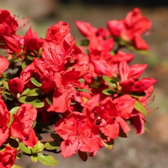 Rhododendron du japon 'fête des mères' (azalea japonica 'fête des mères')