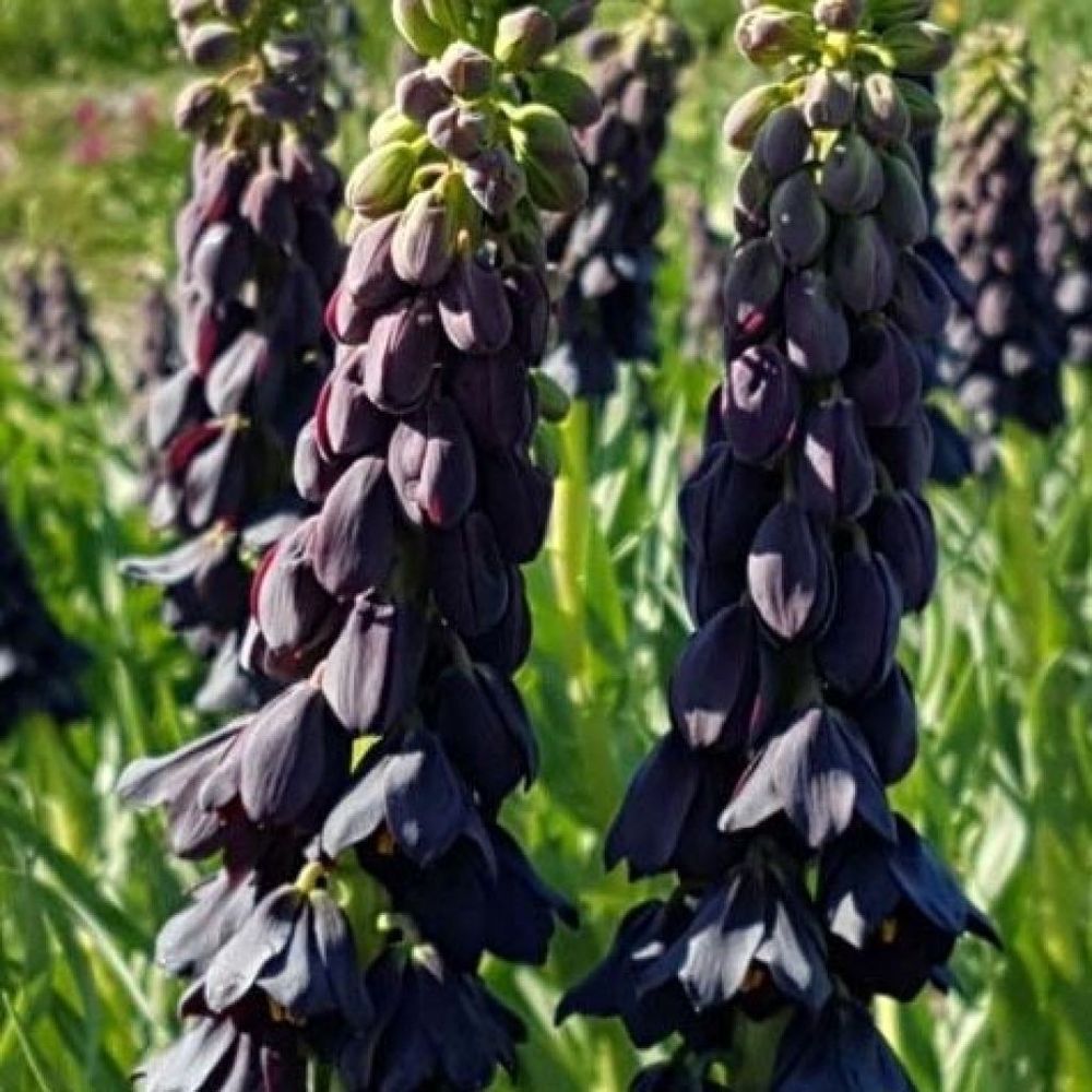 Fritillaire de perse 'twintowers tribute' bulbe calibre 20+