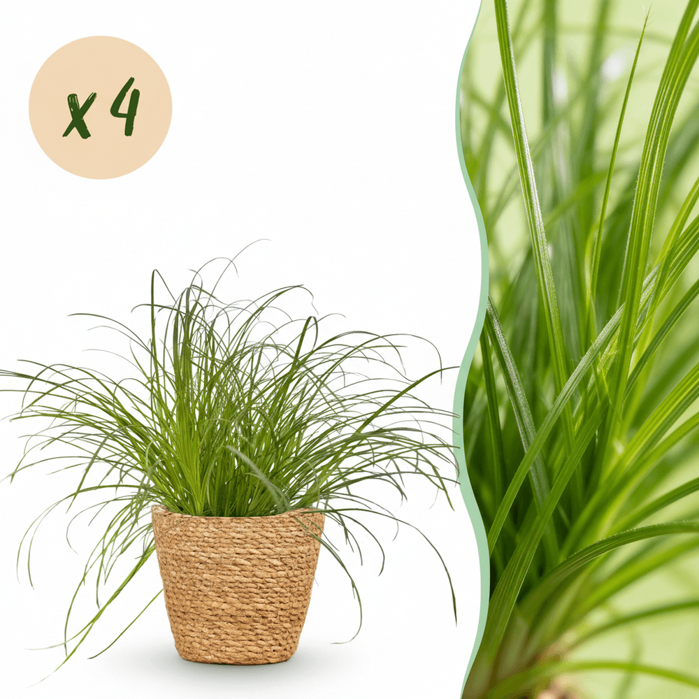 Cyperus alternifolius zumula - pet-friendly - pot de 12cm - hauteur 20cm - plantes d'intérieur