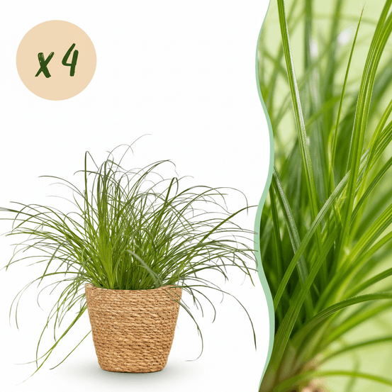 Cyperus alternifolius zumula - pet-friendly - pot de 12cm - hauteur 20cm - plantes d'intérieur