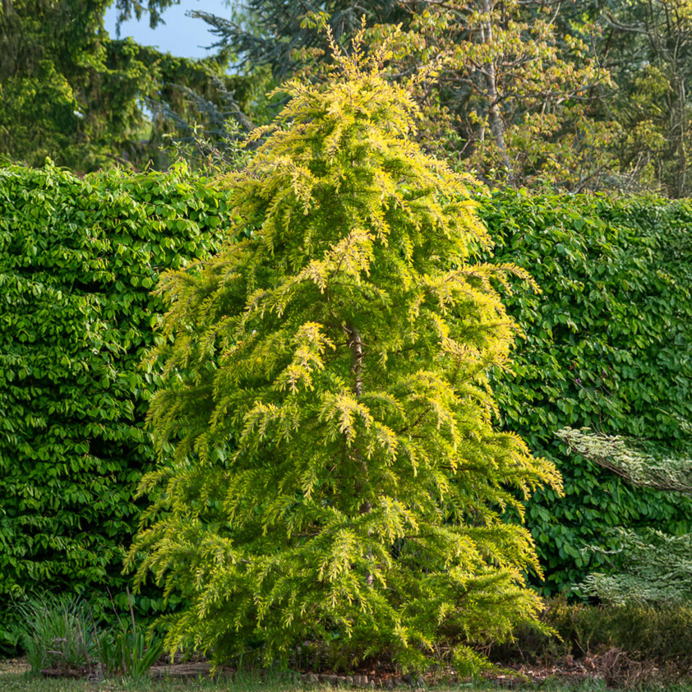 Cèdre de l'himalaya nain doré - le pot / 2l / hauteur livrée 25-30cm