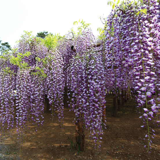 Glycine japonaise 'macrobotrys' godet de 8/9 cm