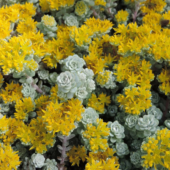 Orpin cape blanco, sedum lot de 5 godets