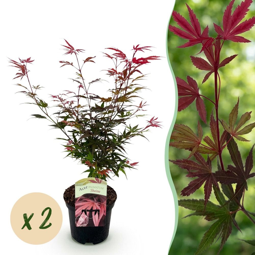 Érable du japon 'shaina' - lot de 2 - pot 19 cm - hauteur 70 cm