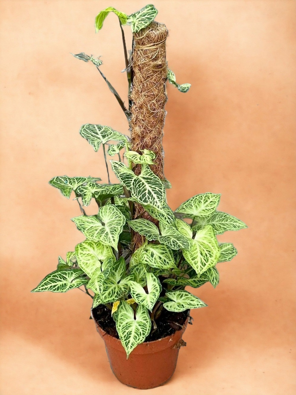 Syngonium batik