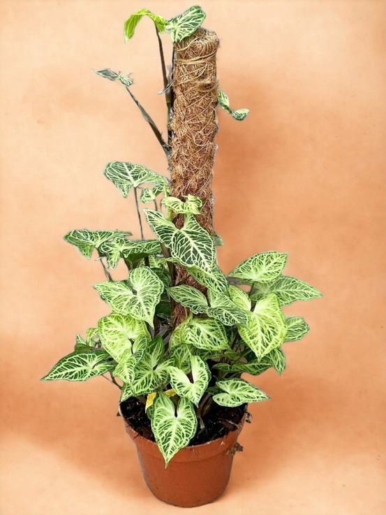 Syngonium batik