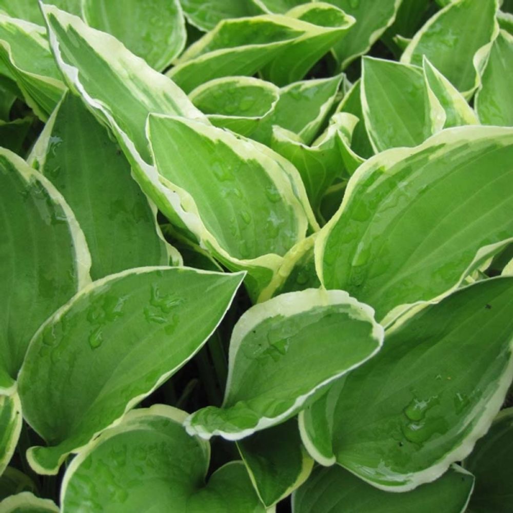 Hosta 'diamond tiara' godet de 8/9 cm
