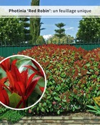 15 photinias red robin - haie de 12,5 m linéaire, les 15 pots / 8cm / hauteur livrée 15-20cm