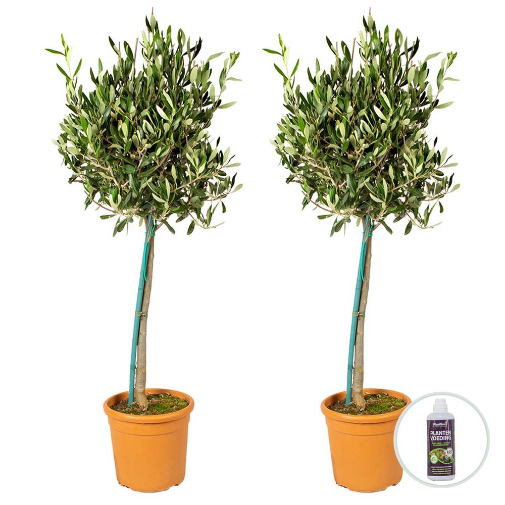 Lot de 2 - olea europaea - olivier sur tige - plantes de jardin - 80-100 cm de haut - pot 19 cm
