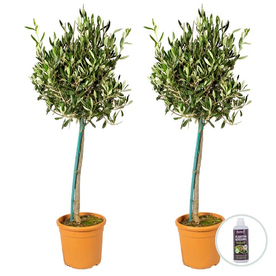 Lot de 2 - olea europaea - olivier sur tige - plantes de jardin - 80-100 cm de haut - pot 19 cm