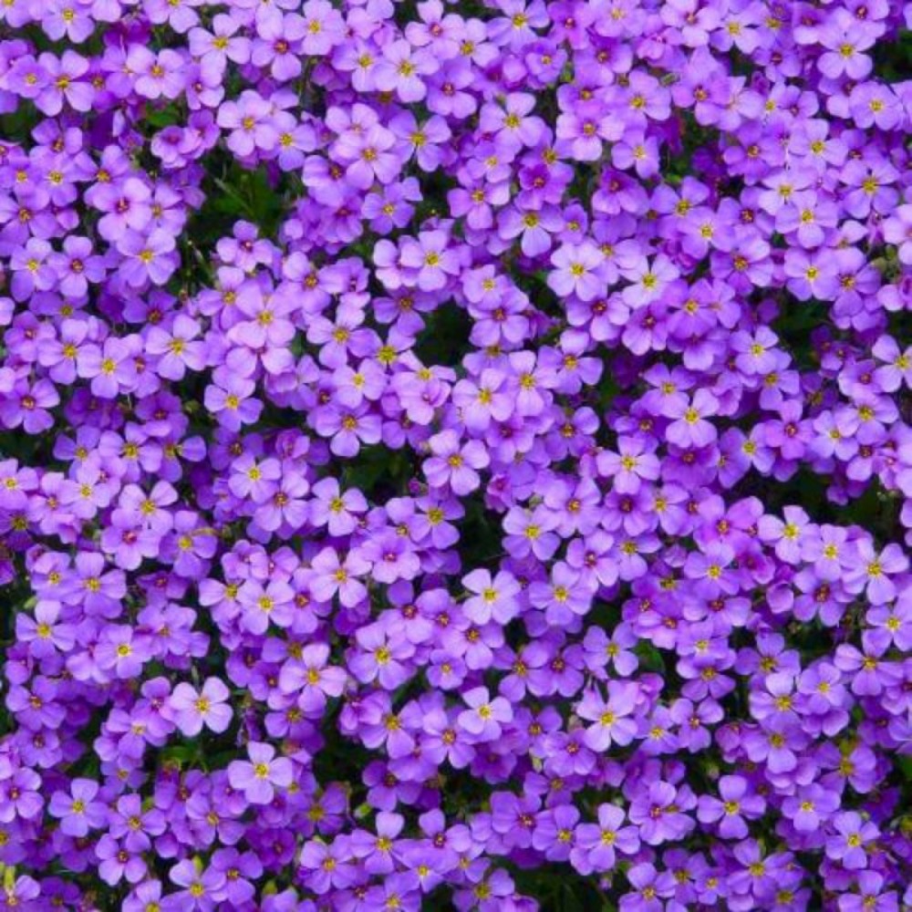 2 AubriÃštes Royal Blue (Aubrieta 'Royal BlâŠ