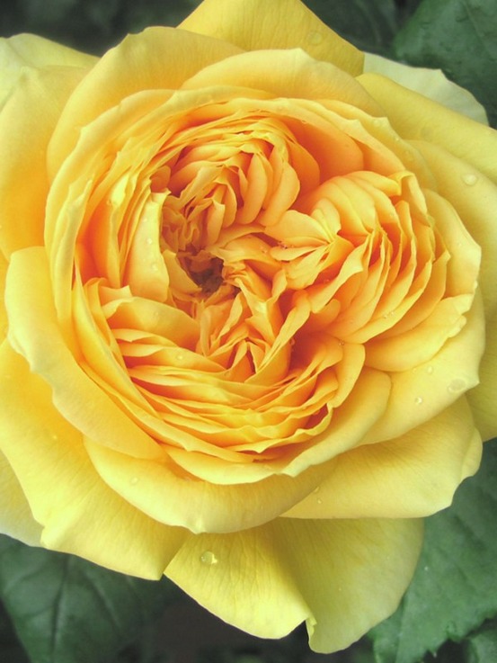 Rosier générosa® '100 idées jardin®' pot de 4l/5l