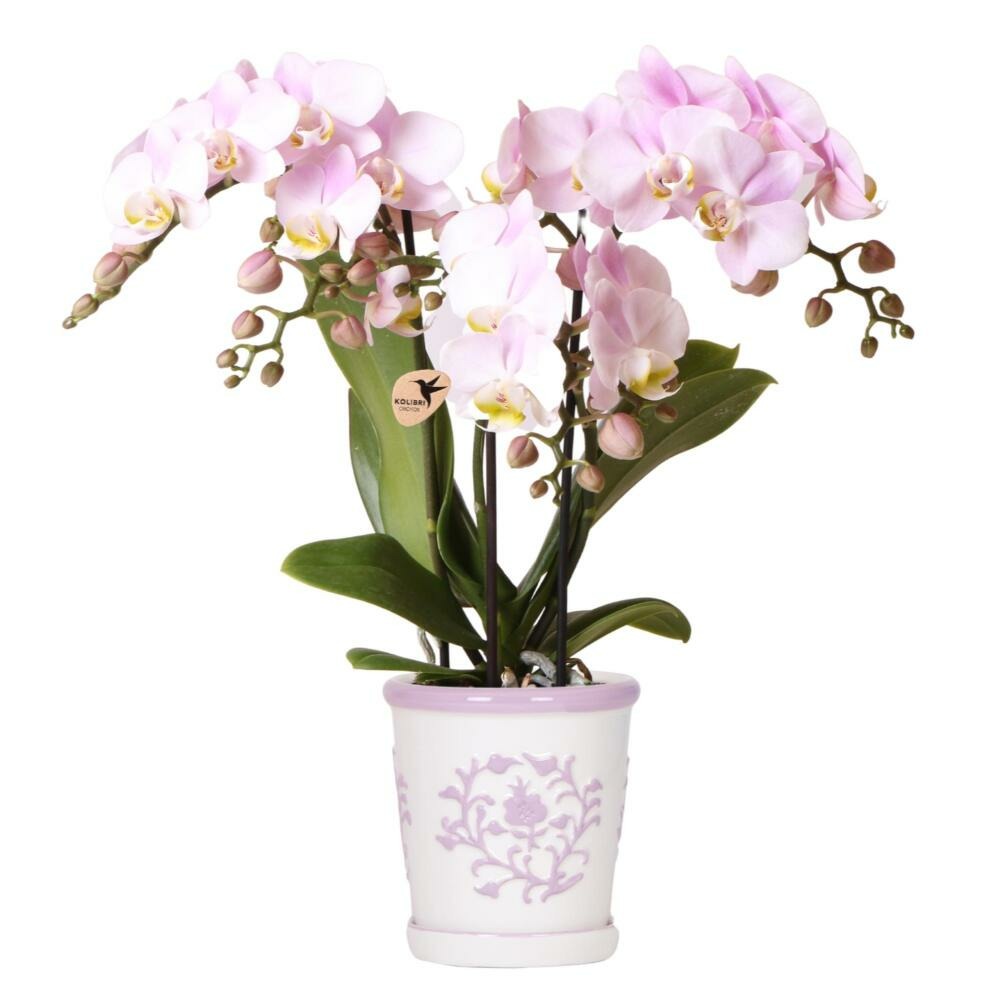 Kolibri orchidées roses phalaenopsis orchidée portugal + pot décoratif malaga rose - taille de pot 9cm